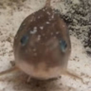 Meet your Posher, Douglas